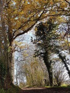 Forêt d'automne