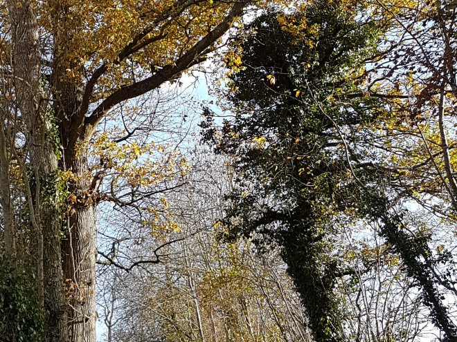 Forêt d'automne