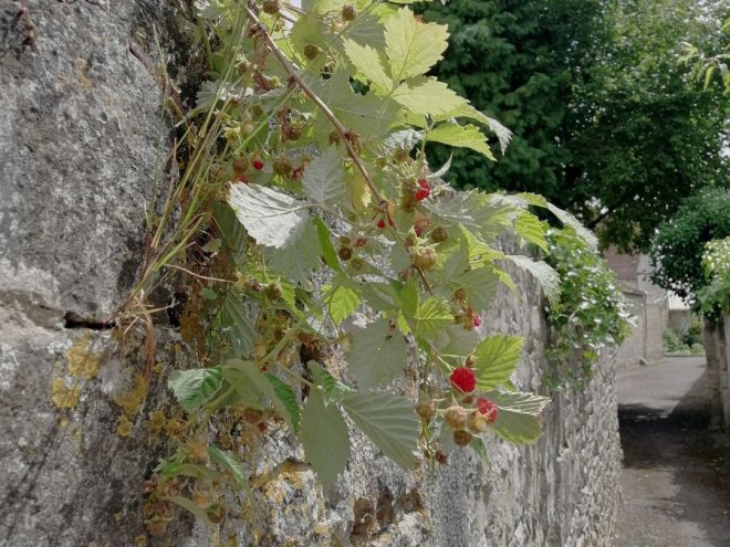 visite_nature_et_histoire_ecouche - 1
