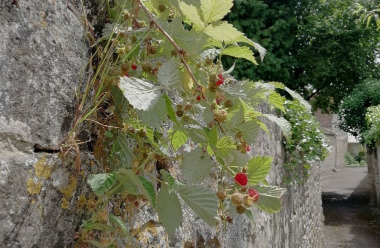 visite_nature_et_histoire_ecouche - 1