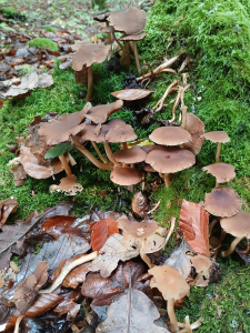 sortie_mycologique - 1