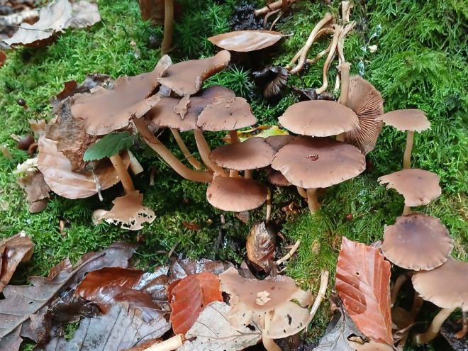 sortie_mycologique - 1