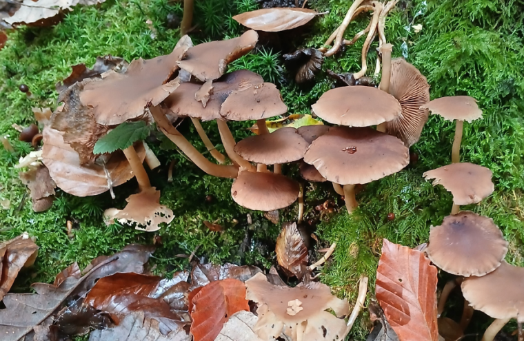 sortie_mycologique - 1