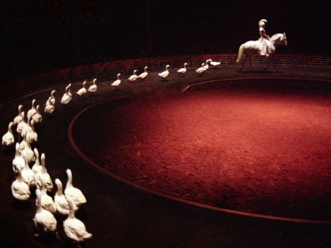 Exposotion Zingaro au Pin-au-Haras