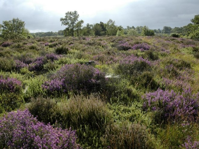 vaudobin.paysage_D.COMMENCHAL