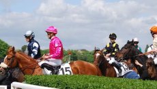 Courses hippiques - Haras national du Pin